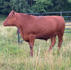 Bulk Ground Beef (10lbs of 100% grassfed ground)